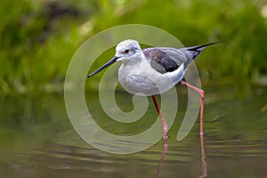 Foraging black winged stilt