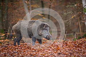 Foraging boar