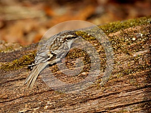 Foraging Brown Creeper