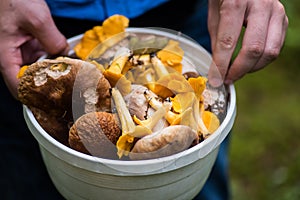 Foraging- closeup on a bucket full of mushrooms
