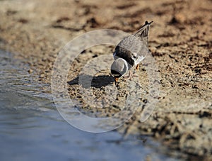 Foraging Common ringed plover Charadrius hiaticula