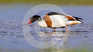 Foraging Common shelduck