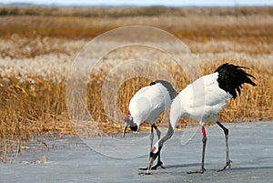 Foraging couple arrives on the ice