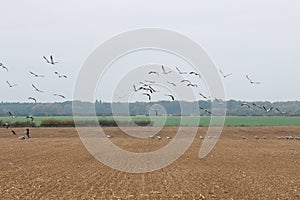 Foraging cranes in autumn, LÃÂ¼dershagen, Germany photo