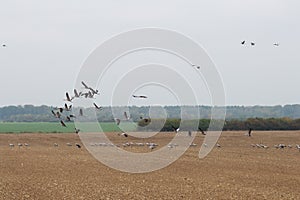 Foraging cranes in autumn near LÃ¼dershagen, Germany