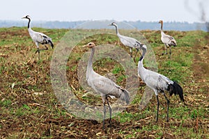 Foraging cranes in field near Hermannshof in Germany photo