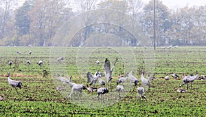 Foraging cranes near Hermannshof in Germany