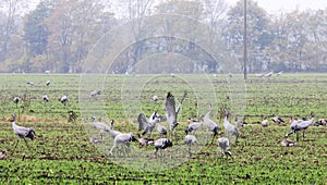 Foraging cranes near Hermannshof in Germany photo