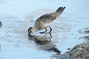 Foraging Curlew sandpiper Calidris ferruginea