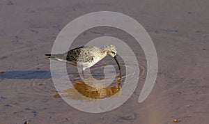 Foraging Curlew sandpiper Calidris ferruginea
