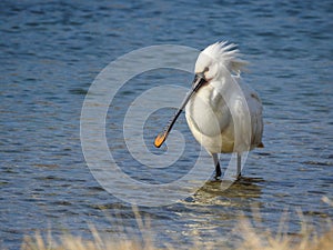 Foraging Eurasian Spoonbill