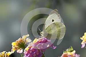 Foraging European Large Cabbage White butterfly , Pieris brassicae