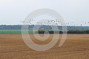 Foraging and flying cranes in autumn, LÃÂ¼dershagen, Germany photo