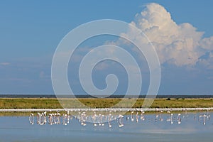 Foraging greater flamingos - Etosha pan