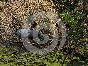 Foraging Green Heron