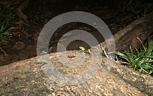 foraging line of leafcutter ants on wood, acromyrmex octospinosus photo