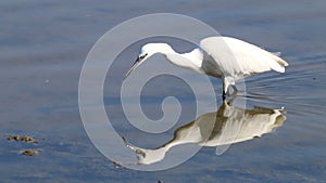 Foraging little Egret in Le Teich Bird Reserve, France