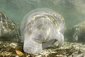 Foraging Manatee