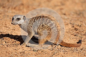 Foraging meerkat