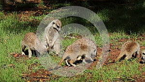 Foraging meerkat family