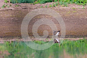 Foraging migrant Common sandpiper, Actitis hypoleucos, picking up a just caught invertebrate from muddy shore