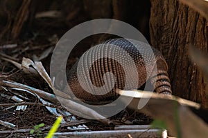 Foraging nine-banded armadillo Dasypus novemcinctus in the woods