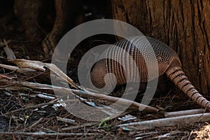 Foraging nine-banded armadillo Dasypus novemcinctus in the woods