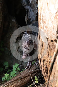 Foraging nine-banded armadillo Dasypus novemcinctus in the woods