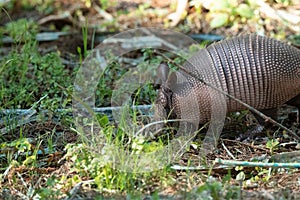 Foraging nine-banded armadillo Dasypus novemcinctus in the woods