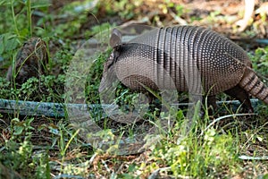 Foraging nine-banded armadillo Dasypus novemcinctus in the woods