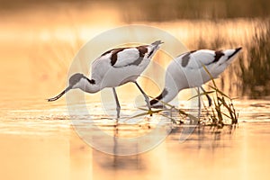 Foraging pied avocets