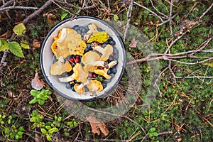 Foraging in pine tree forest. Chanterelles, wild bilberries /blueberries/ and lingonberries in a bowl on the moss