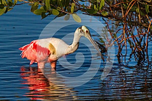 Foraging Roseate Spoonbill photo