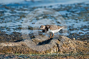 Foraging Ruddy turnstone wading bird (Arenaria interpres) along the shoreline
