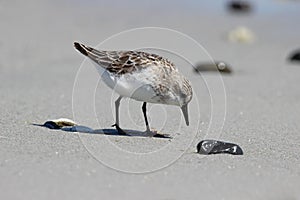 Foraging Sandpiper