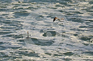 A foraging seagull and a cormorant with a fish