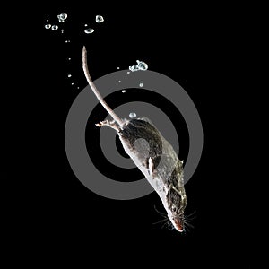 Foraging Water Shrew, a Rare Aquatic Mammal isolated on black