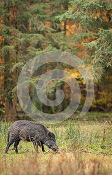 Foraging wild boar