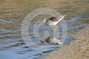 Foraging wood sandpiper Tringa glareola