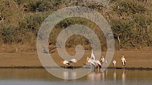 Foraging yellow-billed storks - Kruger National Park