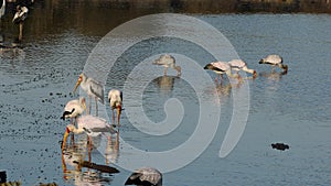 Foraging yellow-billed storks - Kruger National Park