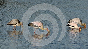 Foraging yellow-billed storks - Kruger National Park