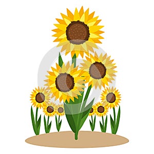 Foral sunflower nature cartoon photo