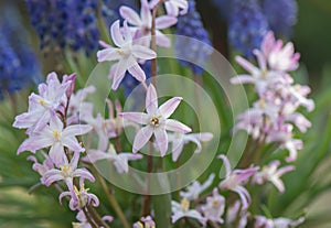 Forbes Glory-of-the-snow Scilla forbesii, flowers