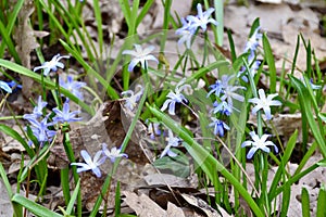 Forbes\' Glory-of-the-Snow (Scilla forbesii) growing along woodland hiking trail