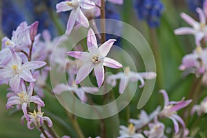 Forbes Glory-of-the-snow Scilla forbesii rosea, close-up flowers