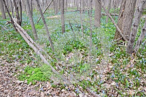 Forbes\' Glory-of-the-Snow and Siberian Squill growing along woodland hiking trail