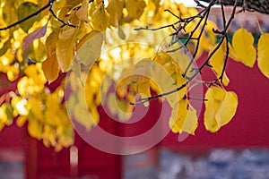 The Forbidden City in Autumn