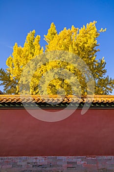 The Forbidden City in Autumn