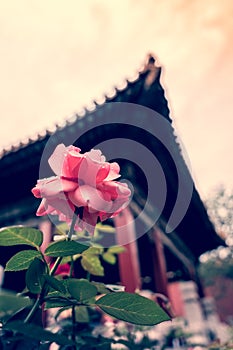 Forbidden city in beijing, China.